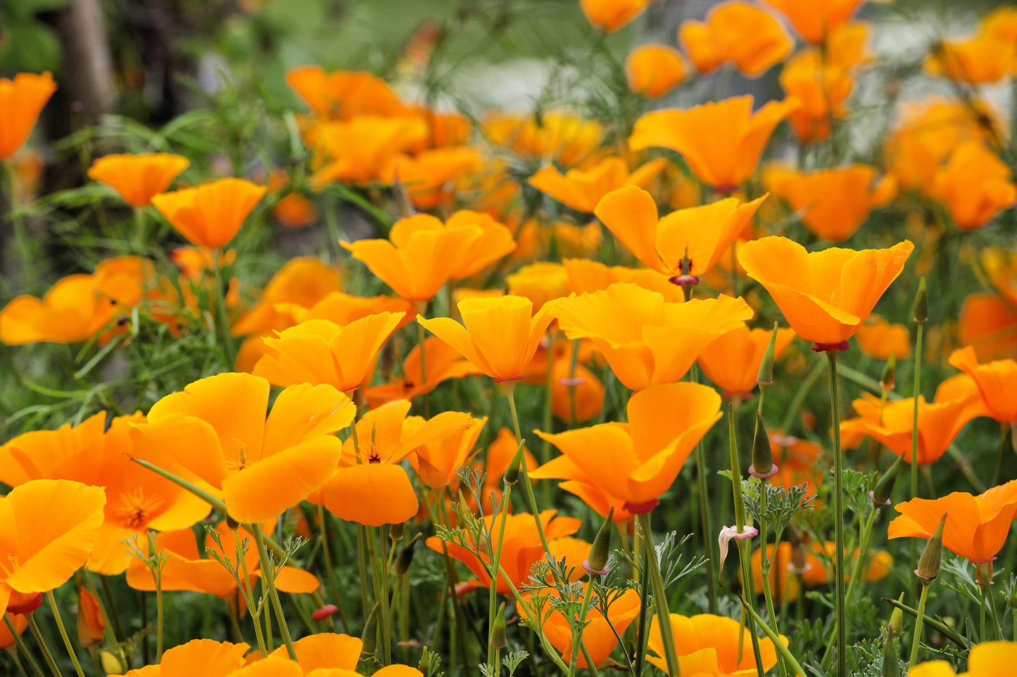 1000 ORANGE CALIFORNIA POPPY Eschscholzia Californica Flower Seeds