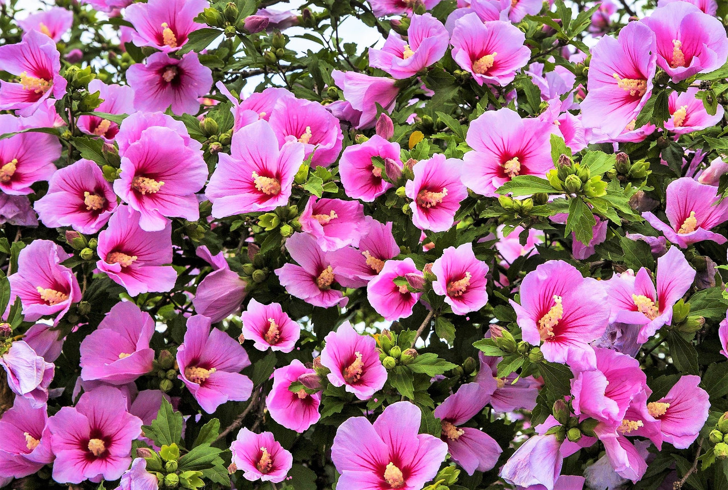 50 Mixed Colors ROSE Of SHARON HIBISCUS Syriacus Flower Tree Bush Seeds Mix