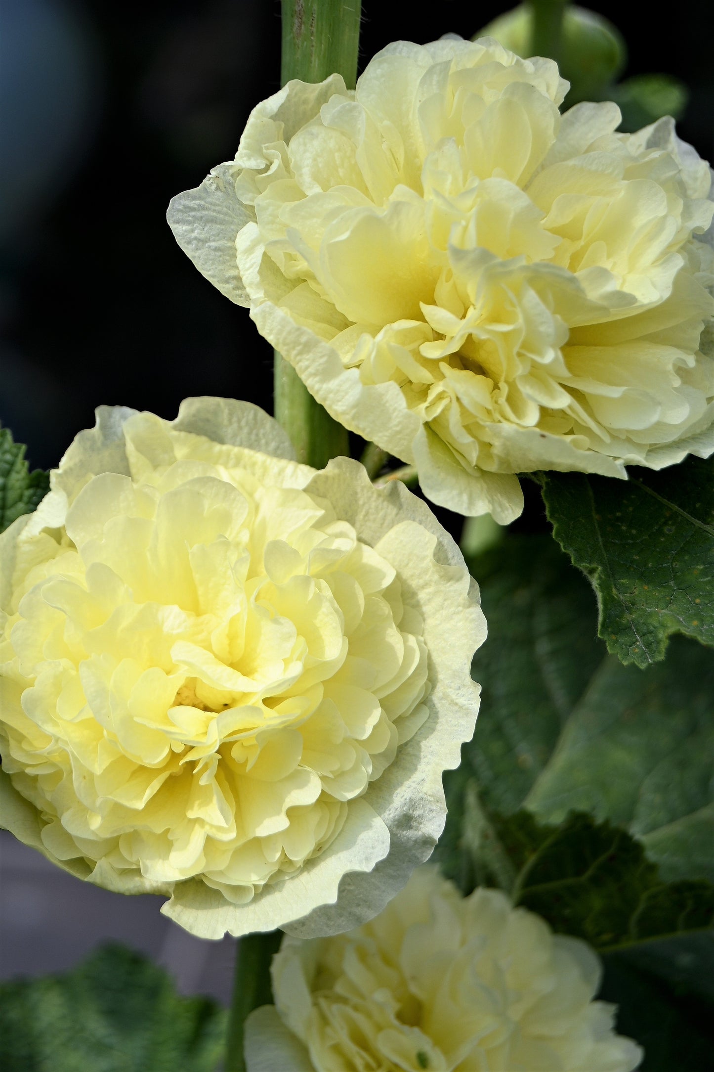 50 SUMMER CARNIVAL HOLLYHOCK Double Mixed Colors Red Pink White Yellow Peach Alcea Rosea Flower Seeds