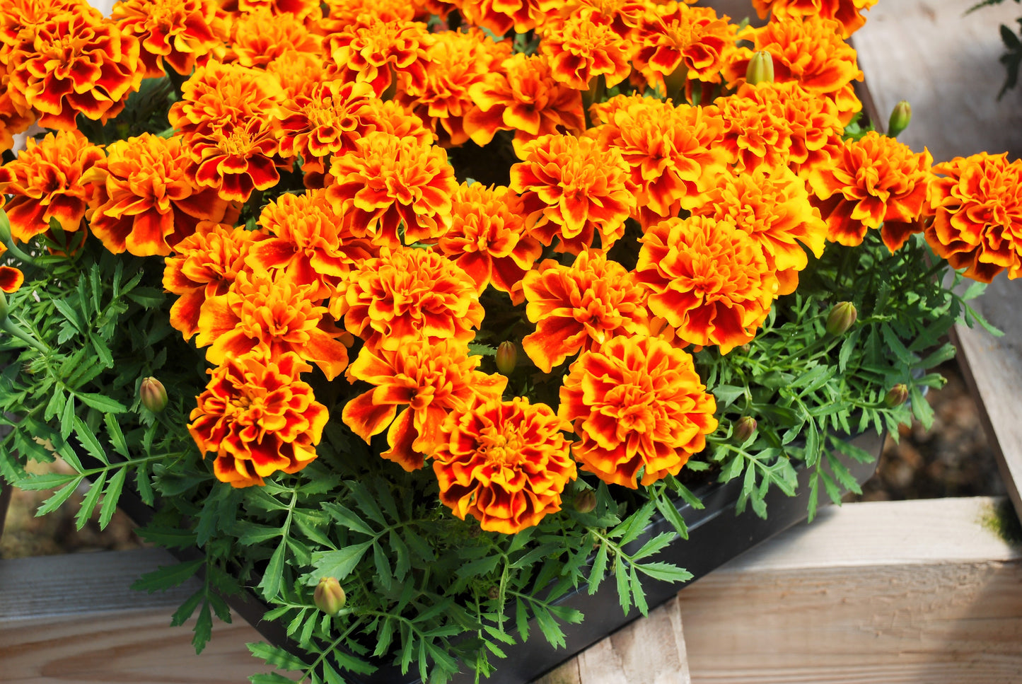400 FRENCH MARIGOLD SPARKY Mixed Colors Tagetes Patula Orange Yellow Red Flower Seeds