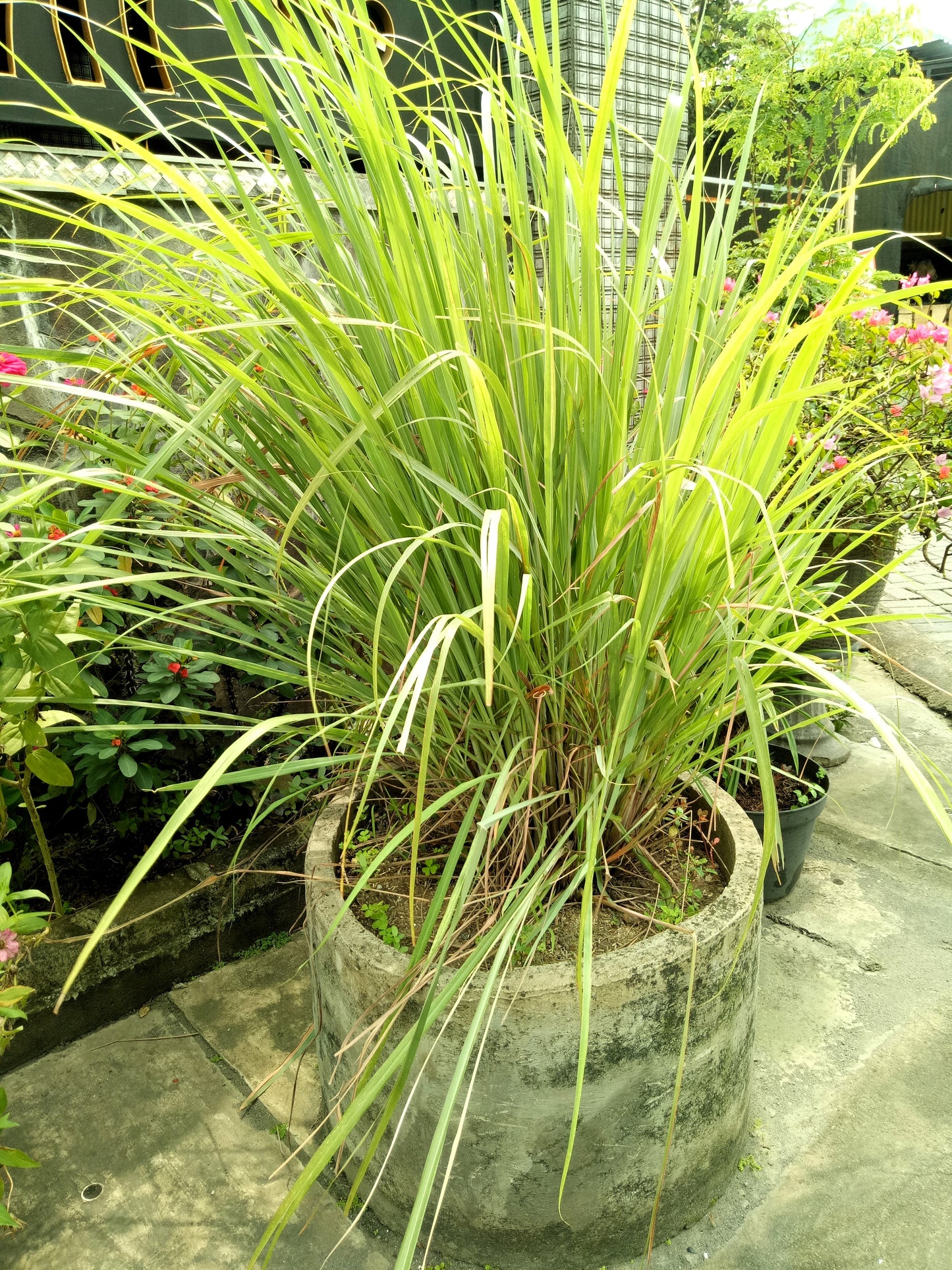 100 LEMONGRASS East Indian Lemon Grass Fragrant Ornamental Edible Cymbopogon Flexuosus Seeds