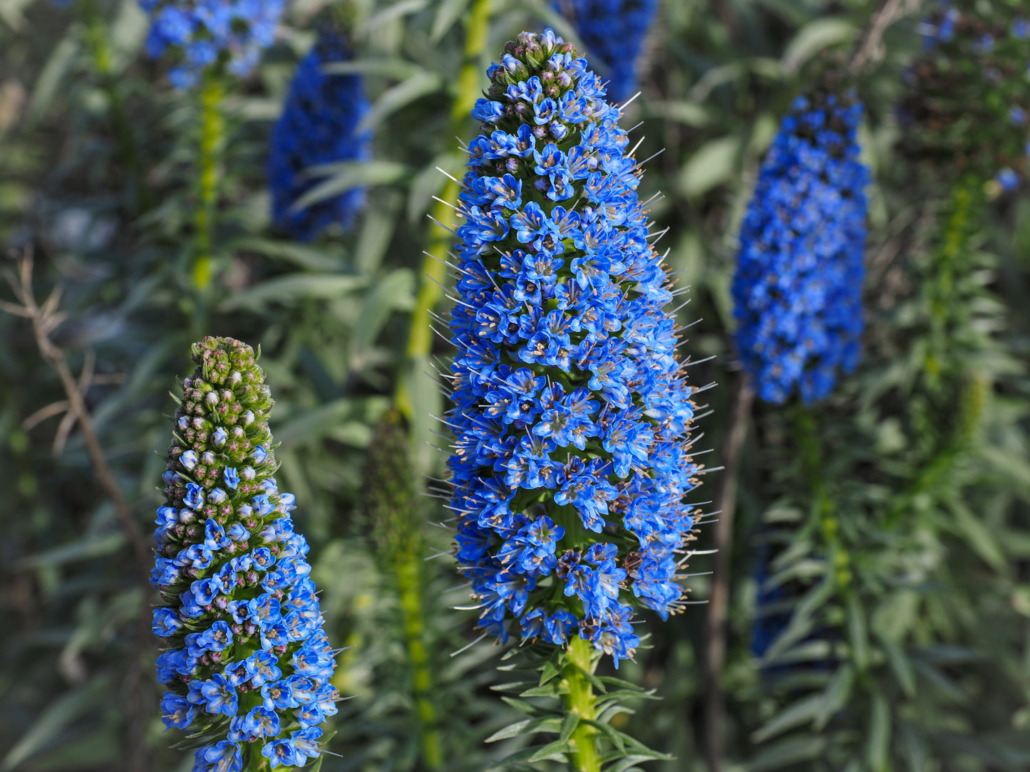 40 Blue PRIDE OF MADEIRA Echium Candicans Fastuosum Nectar Flower Seeds