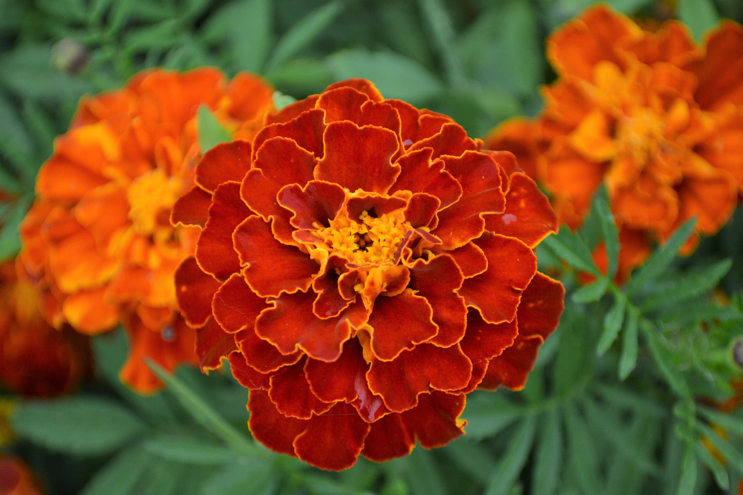 400 FRENCH MARIGOLD SPARKY Mixed Colors Tagetes Patula Orange Yellow Red Flower Seeds