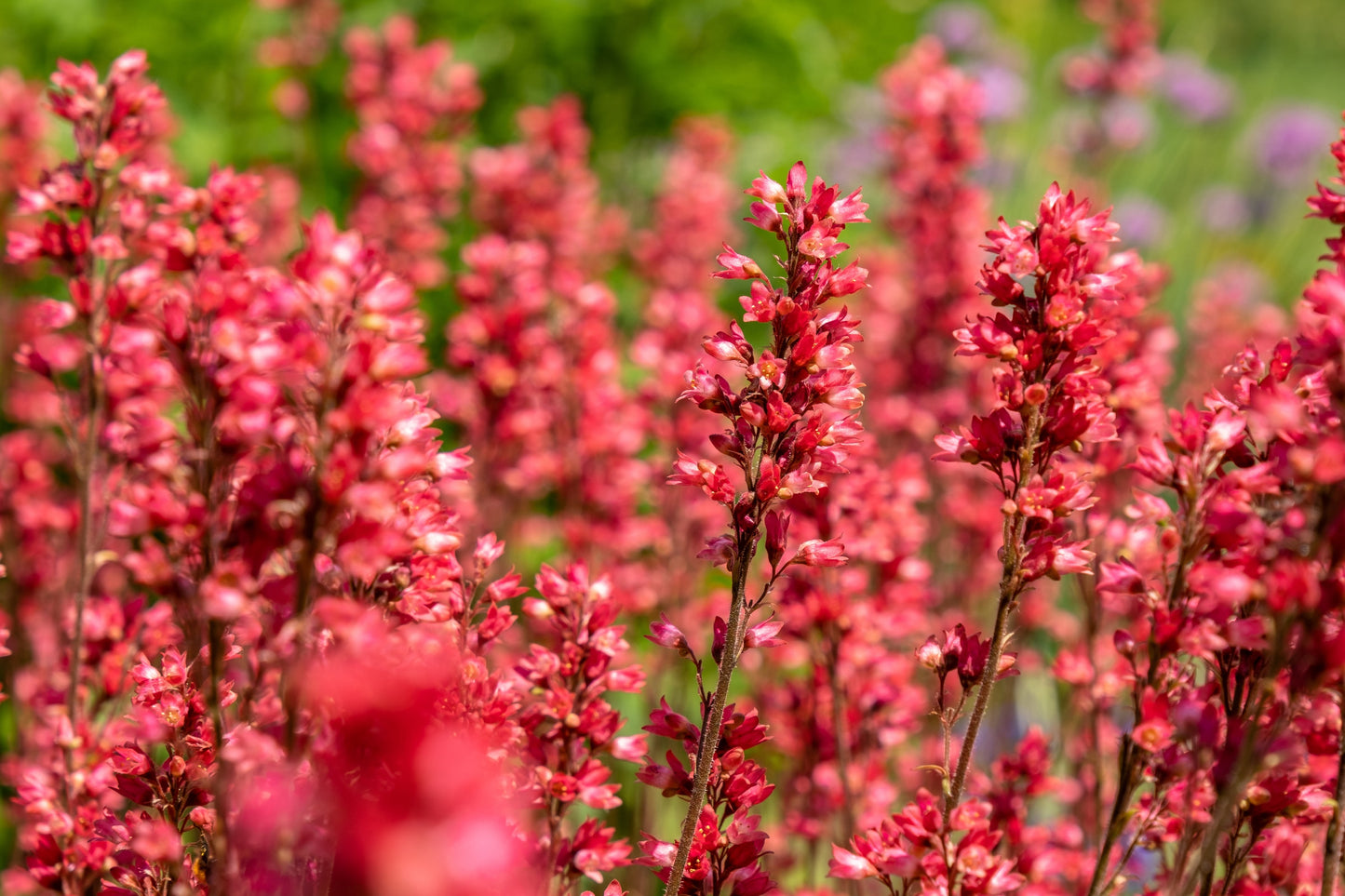 1200 Mixed Colors CORAL BELLS HEUCHERA Shade Flower Seeds