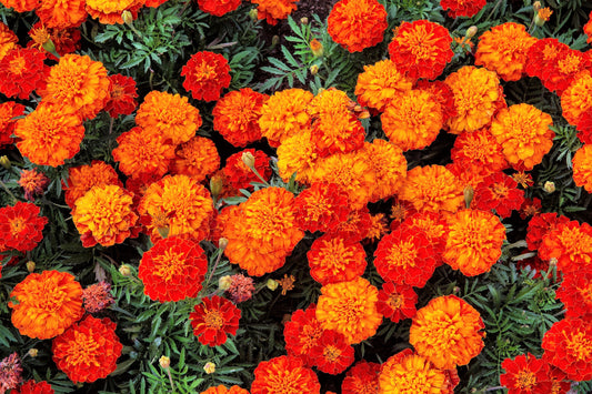 400 FRENCH MARIGOLD SPARKY Mixed Colors Tagetes Patula Orange Yellow Red Flower Seeds