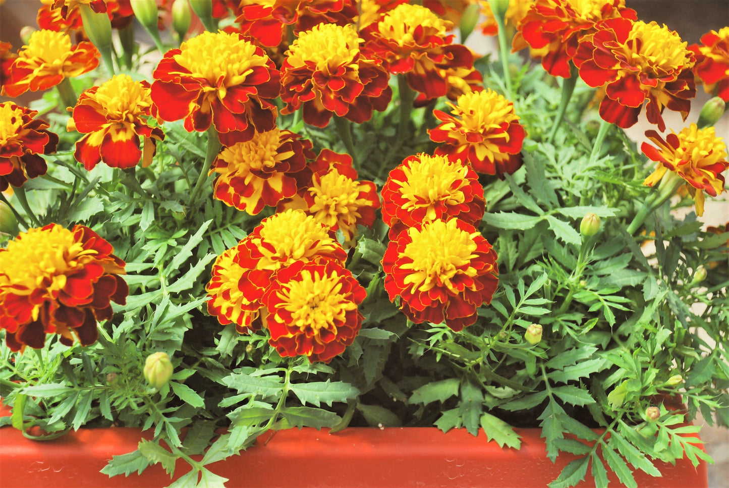 400 FRENCH MARIGOLD SPARKY Mixed Colors Tagetes Patula Orange Yellow Red Flower Seeds