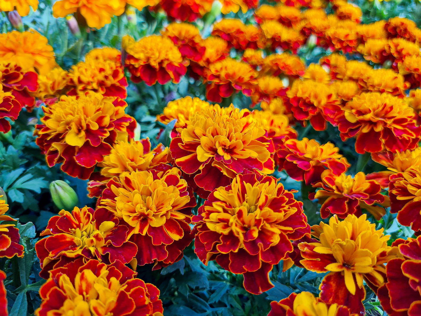 400 FRENCH MARIGOLD SPARKY Mixed Colors Tagetes Patula Orange Yellow Red Flower Seeds