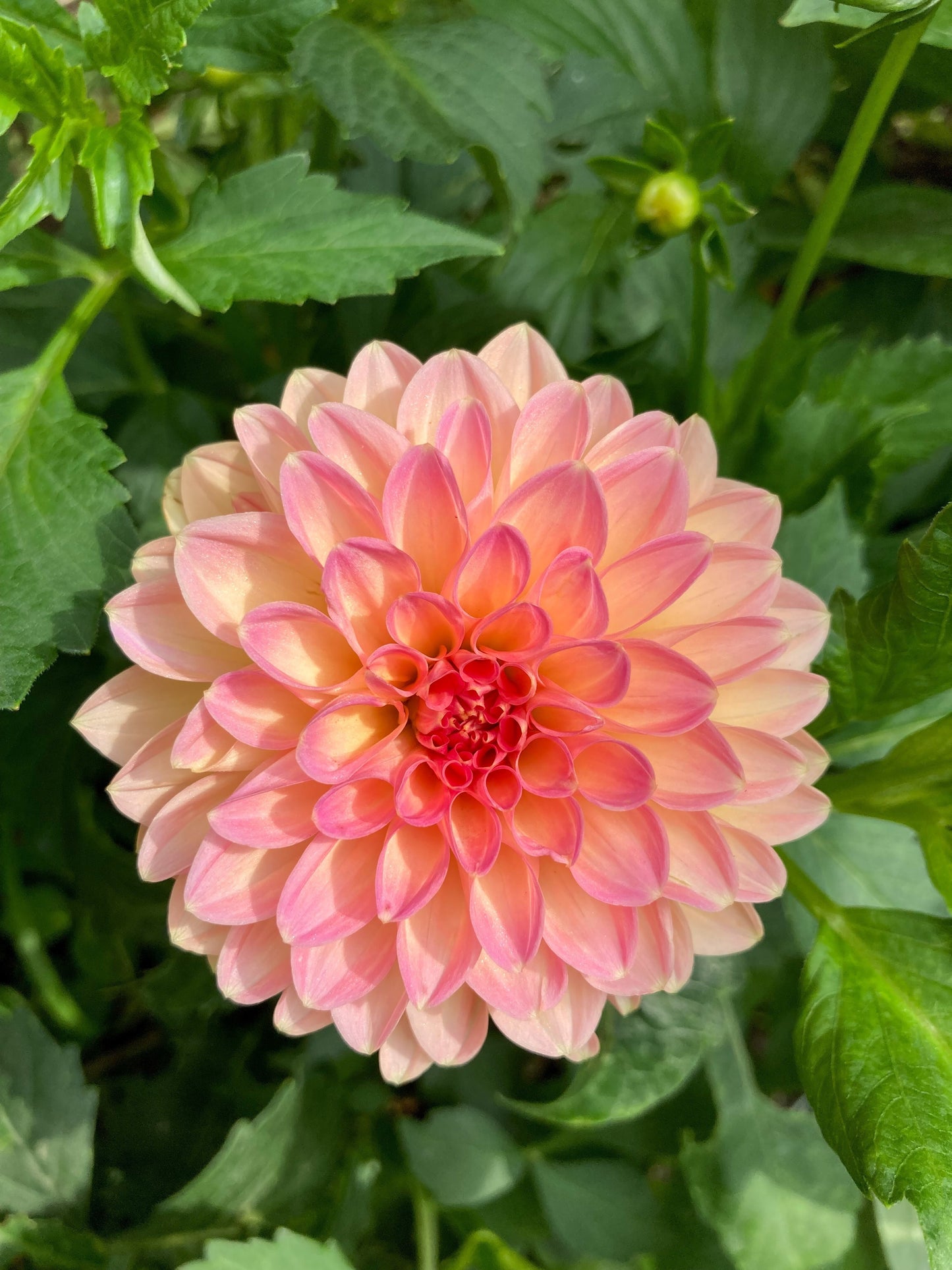 50 WATERCOLOR MIX DAHLIA Variabilis Double Bloom Mixed Colors Yellow Peach Pink Lavender Cream Orange Flower Seeds