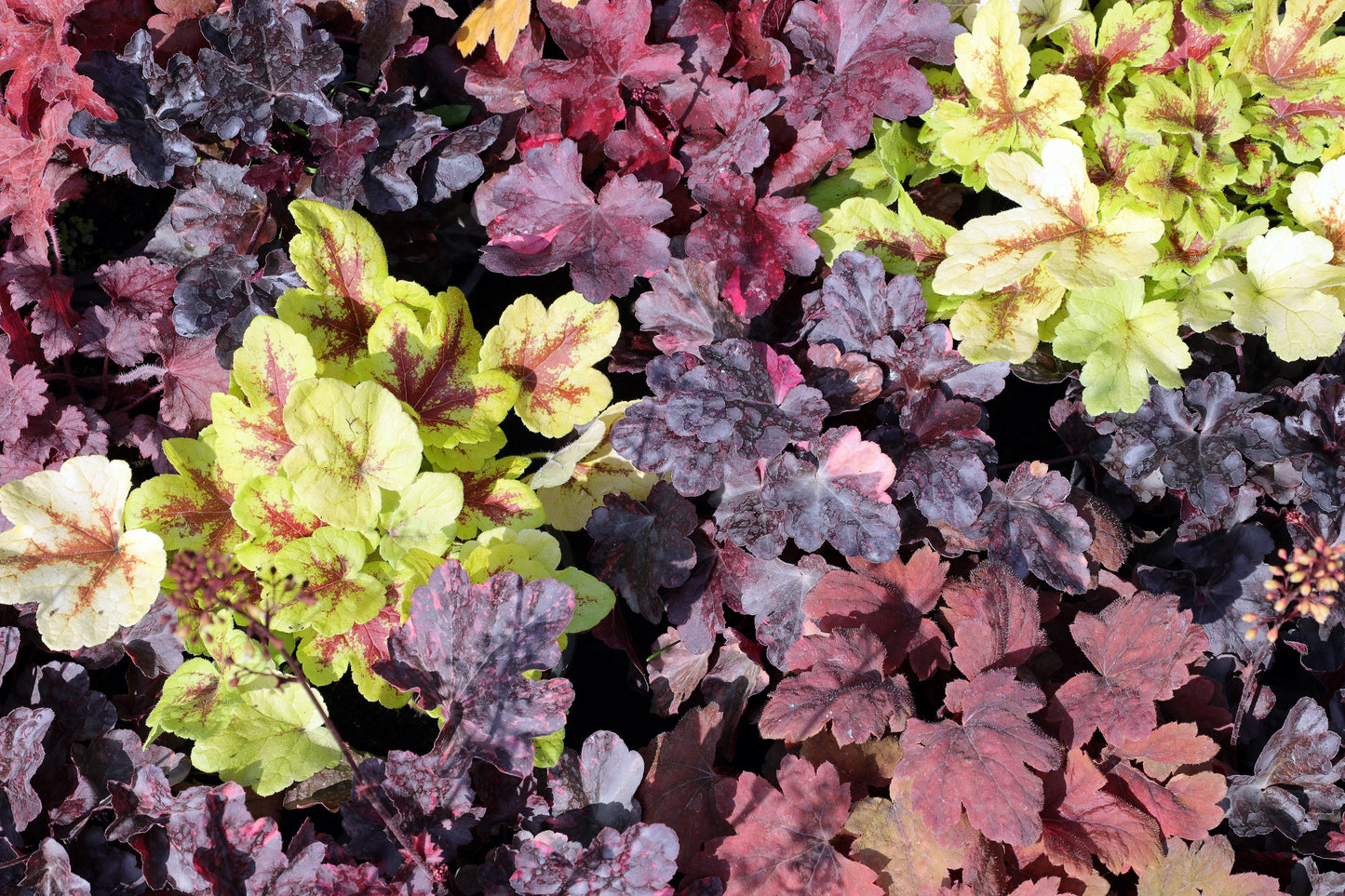 1200 Mixed Colors CORAL BELLS HEUCHERA Shade Flower Seeds