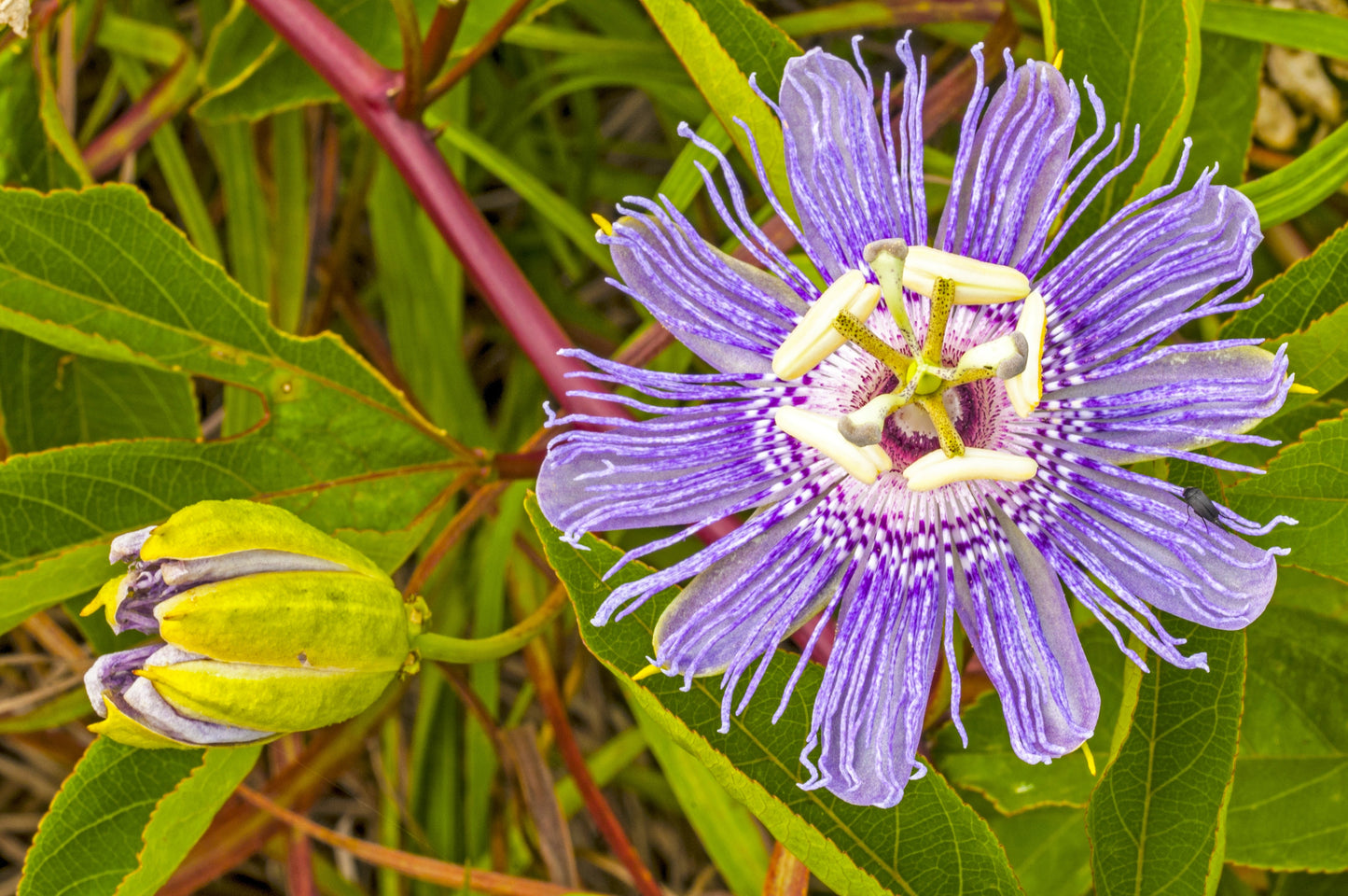 10 Purple PASSION FLOWER Passion FRUIT Granadilla Passiflora Incarnata Vine Seeds