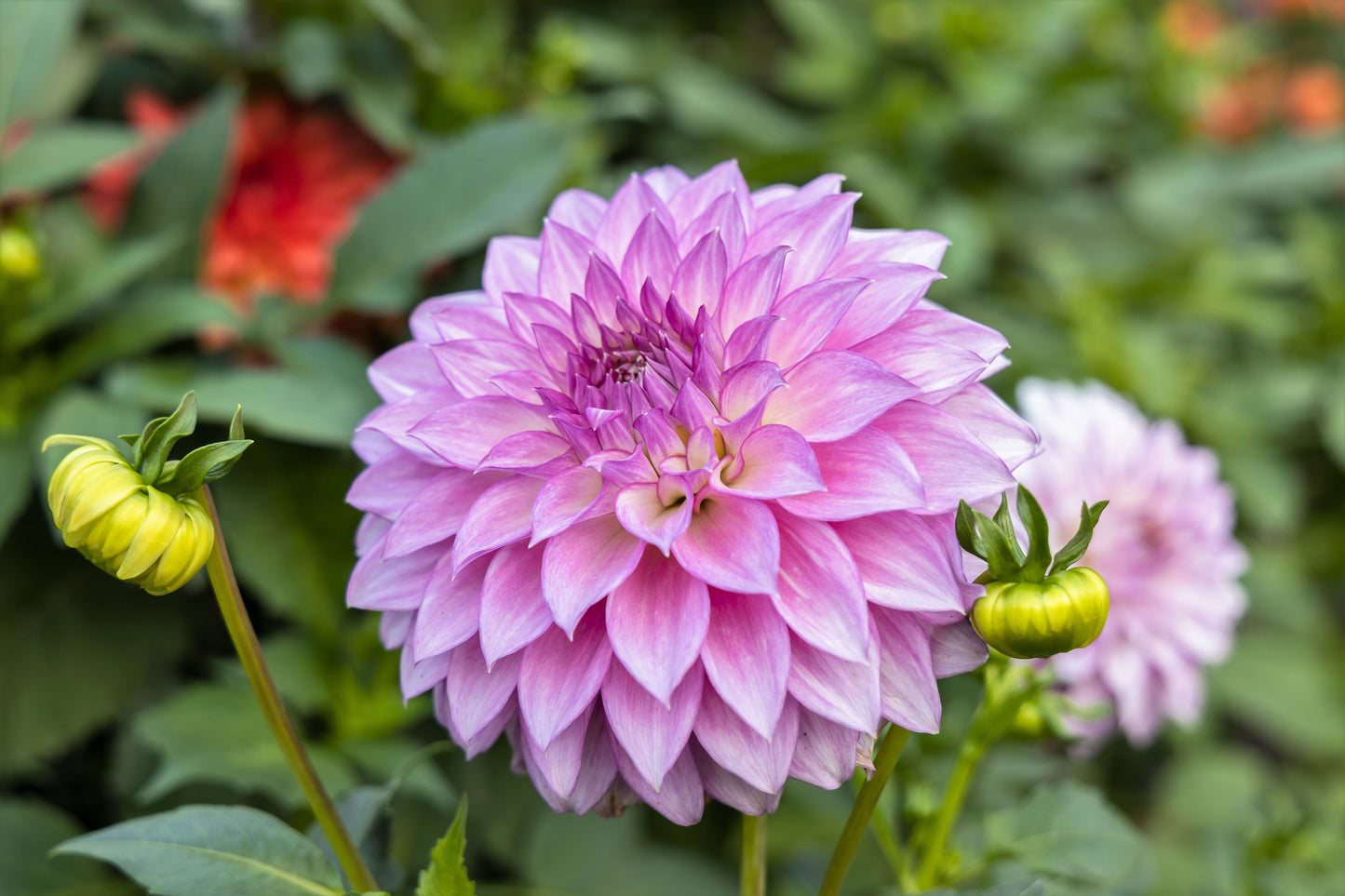 50 WATERCOLOR MIX DAHLIA Variabilis Double Bloom Mixed Colors Yellow Peach Pink Lavender Cream Orange Flower Seeds