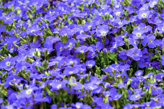 50 CREEPING BLUE SPEEDWELL Veronica Repens Groundcover Flower Seeds