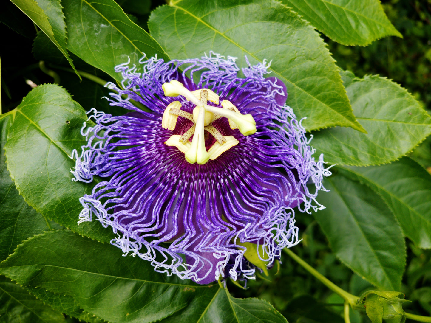 10 Purple PASSION FLOWER Passion FRUIT Granadilla  Passiflora Incarnata Vine Seeds