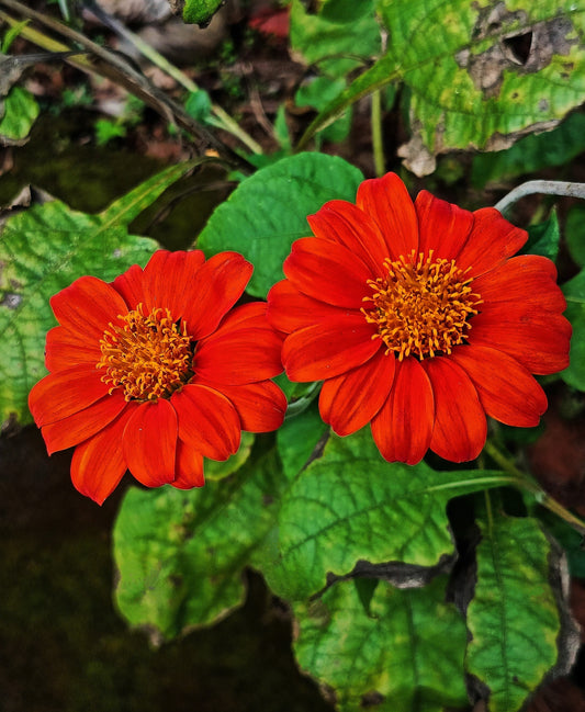 50 RED MEXICAN Torch SUNFLOWER Tithonia Rotundifolia Red Orange Flower Seeds