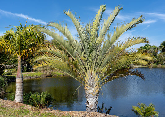 10 TRIANGLE PALM TREE Dypsis Decaryi Rare Tropical from Madagascar Seeds