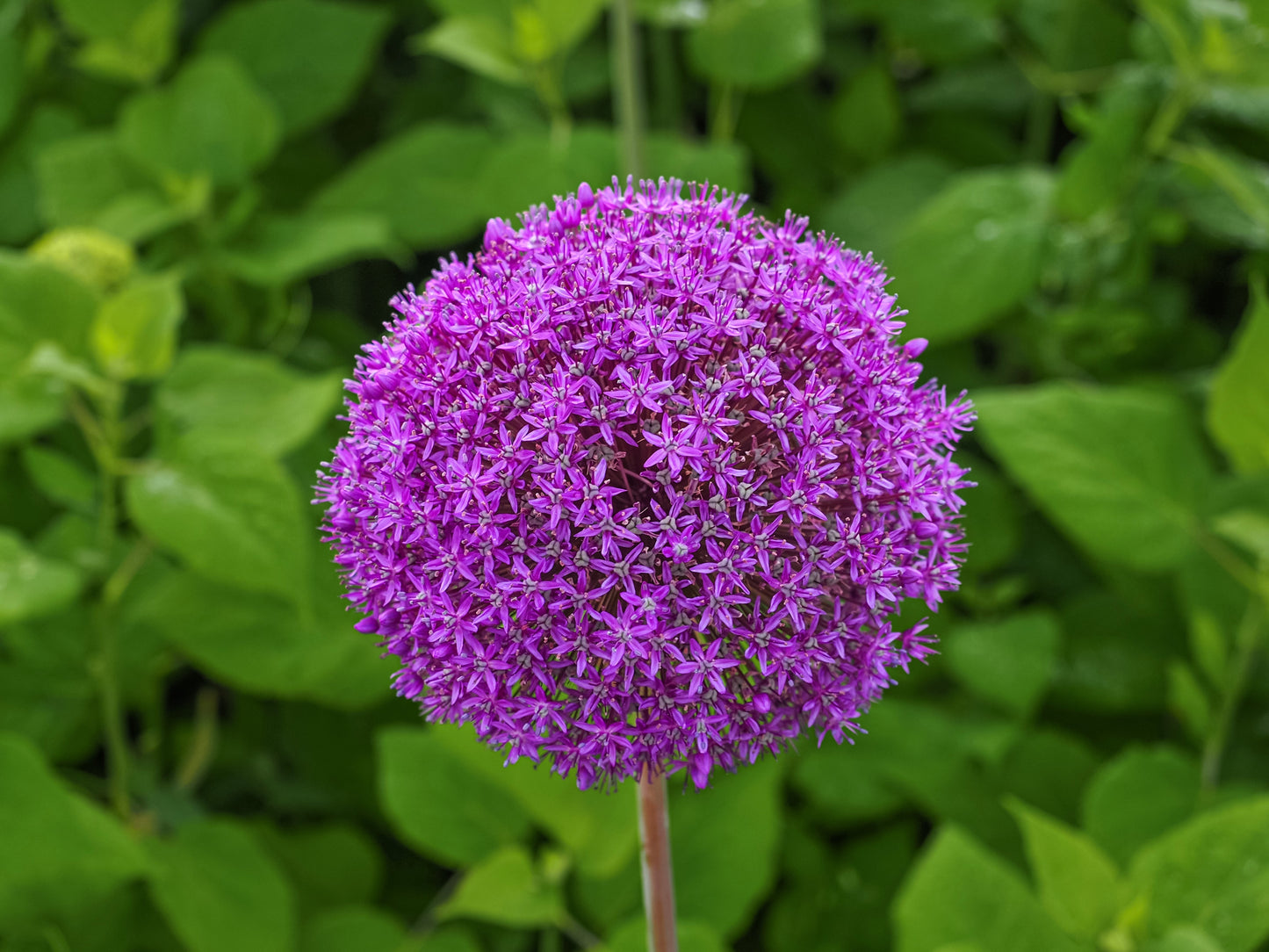 25 GIANT ALLIUM Allium Giganteum Purple Globe Flower Seeds