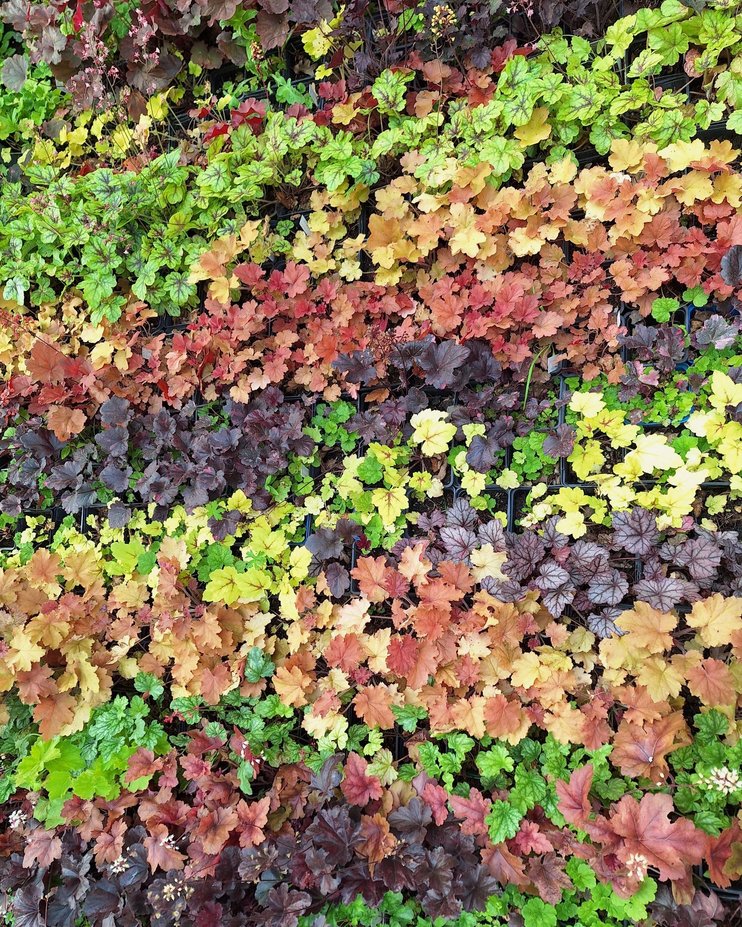 1200 Mixed Colors CORAL BELLS HEUCHERA Shade Flower Seeds