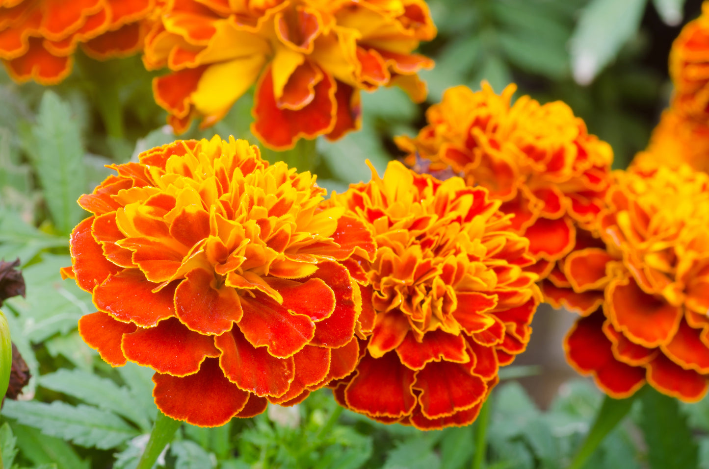 400 FRENCH MARIGOLD SPARKY Mixed Colors Tagetes Patula Orange Yellow Red Flower Seeds