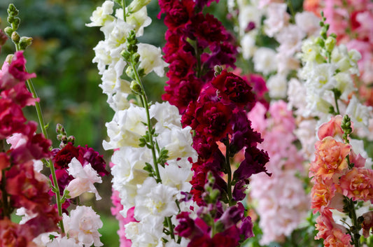 25 Double MADAME BUTTERFLY SNAPDRAGON Mixed Colors Antirrhinum Majus Flower Seeds