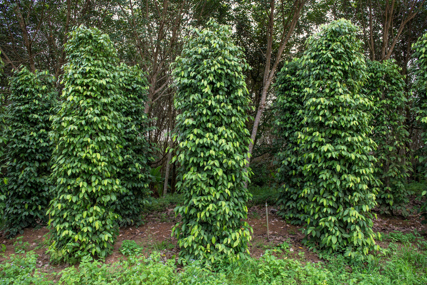 25 BLACK PEPPERCORN Black Pepper Piper Nigrum Spice Vine Seeds