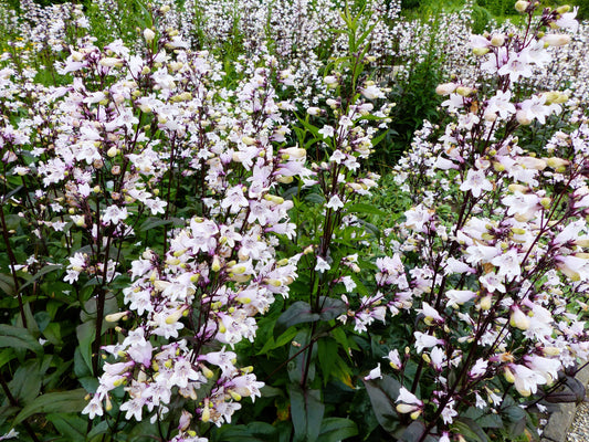 25 HUSKER RED PENSTEMON Digitalis Foxglove Beardtongue White Flower Seeds