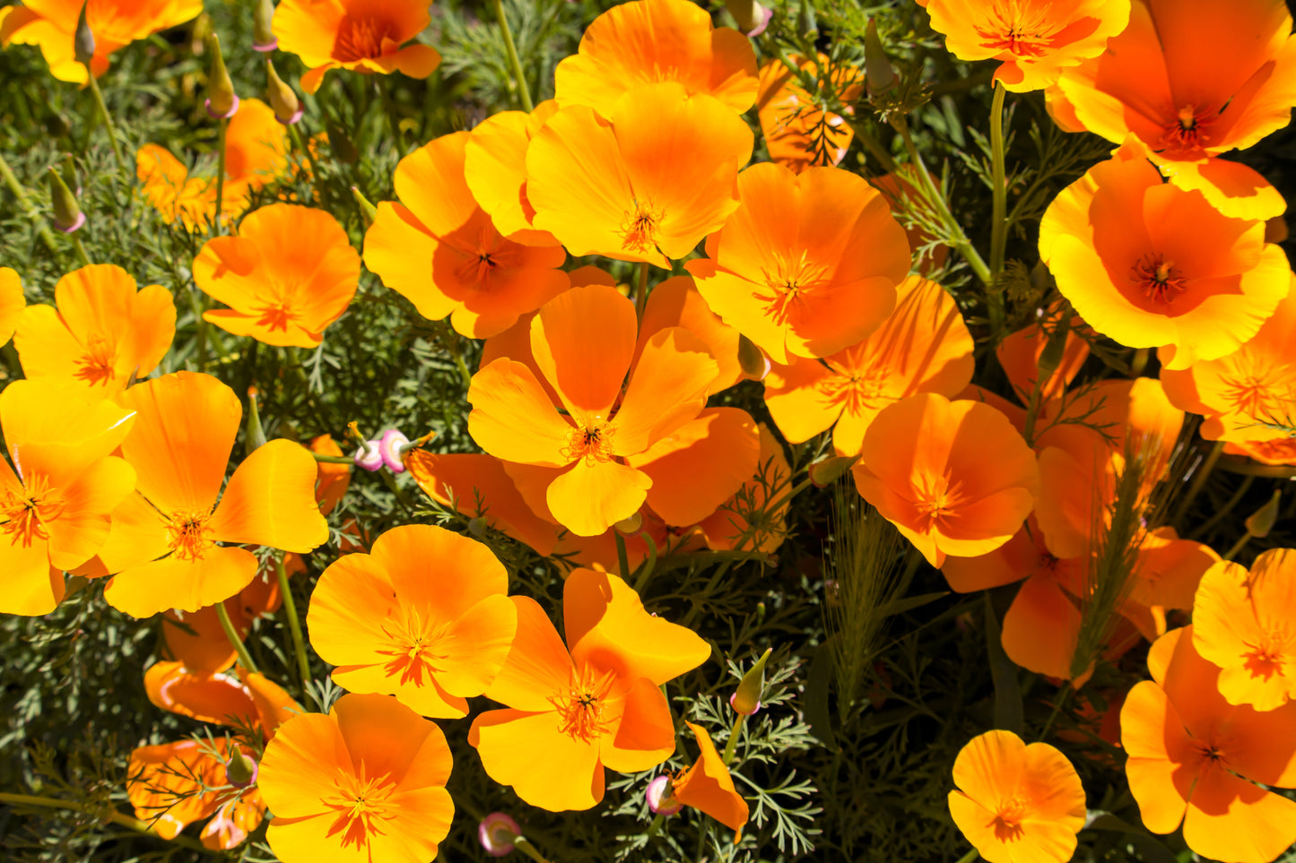 1000 ORANGE CALIFORNIA POPPY Eschscholzia Californica Flower Seeds