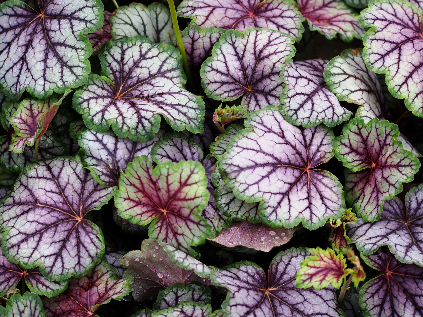1200 Mixed Colors CORAL BELLS HEUCHERA Shade Flower Seeds