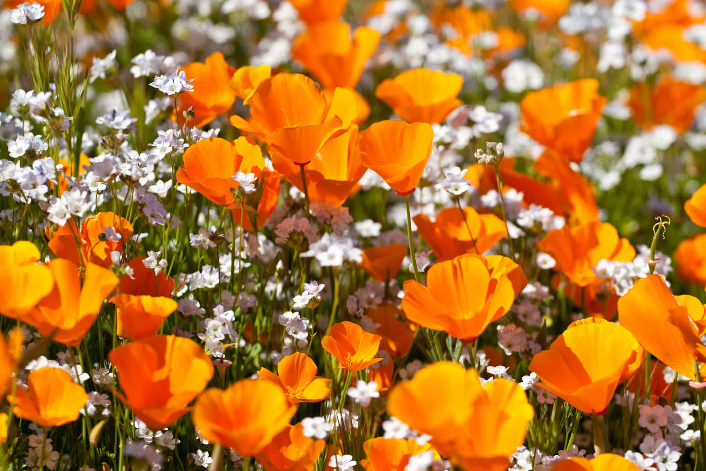 1000 ORANGE CALIFORNIA POPPY Eschscholzia Californica Flower Seeds