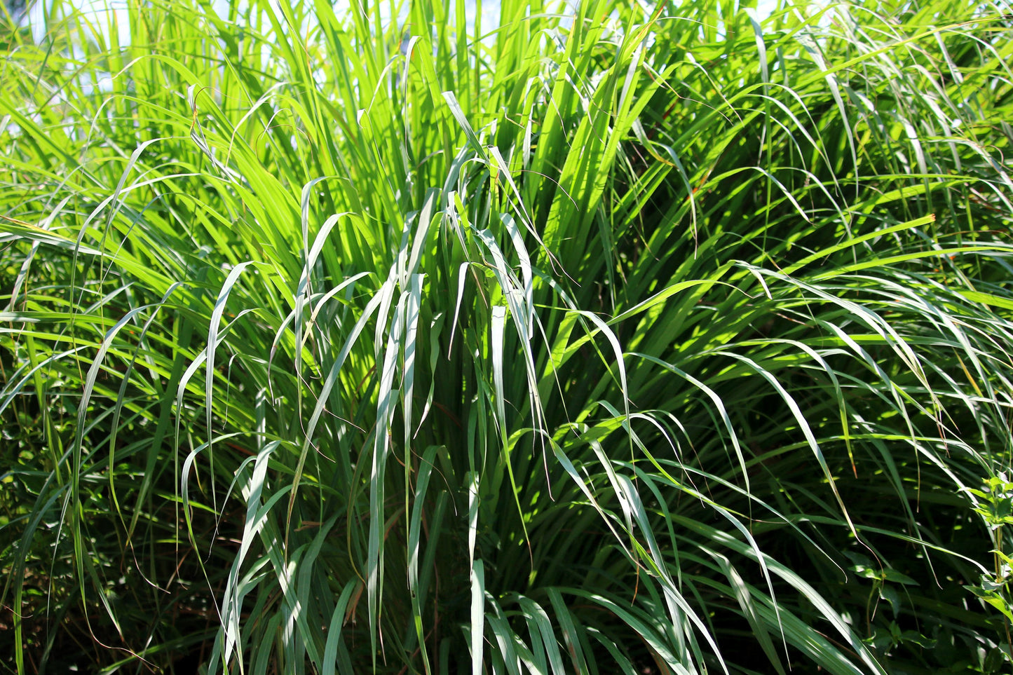 100 LEMONGRASS East Indian Lemon Grass Fragrant Ornamental Edible Cymbopogon Flexuosus Seeds