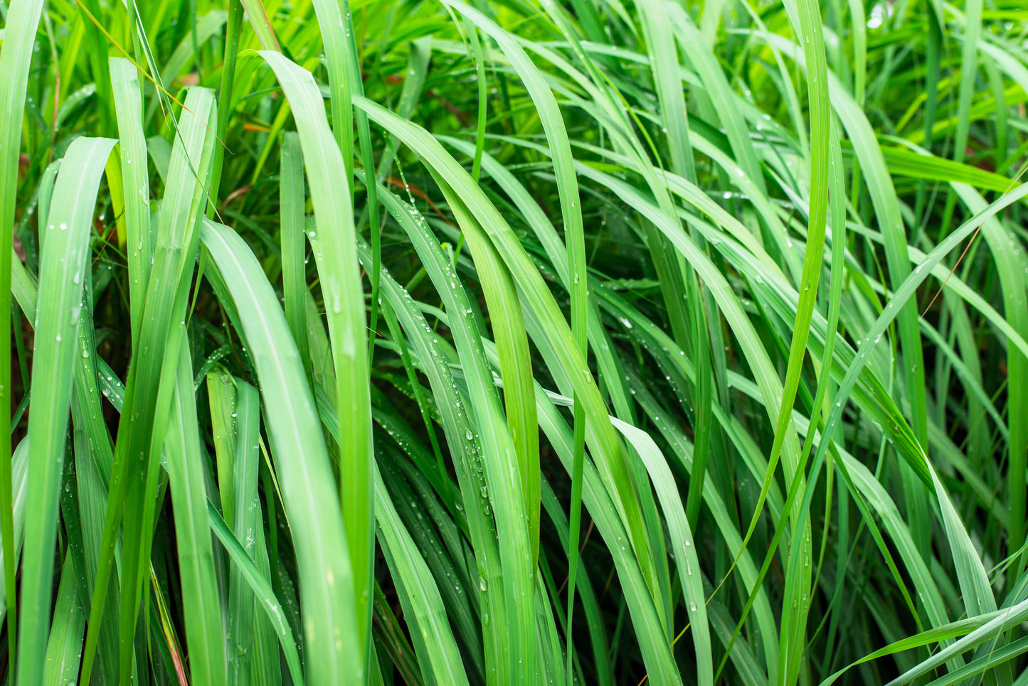 100 LEMONGRASS East Indian Lemon Grass Fragrant Ornamental Edible Cymbopogon Flexuosus Seeds