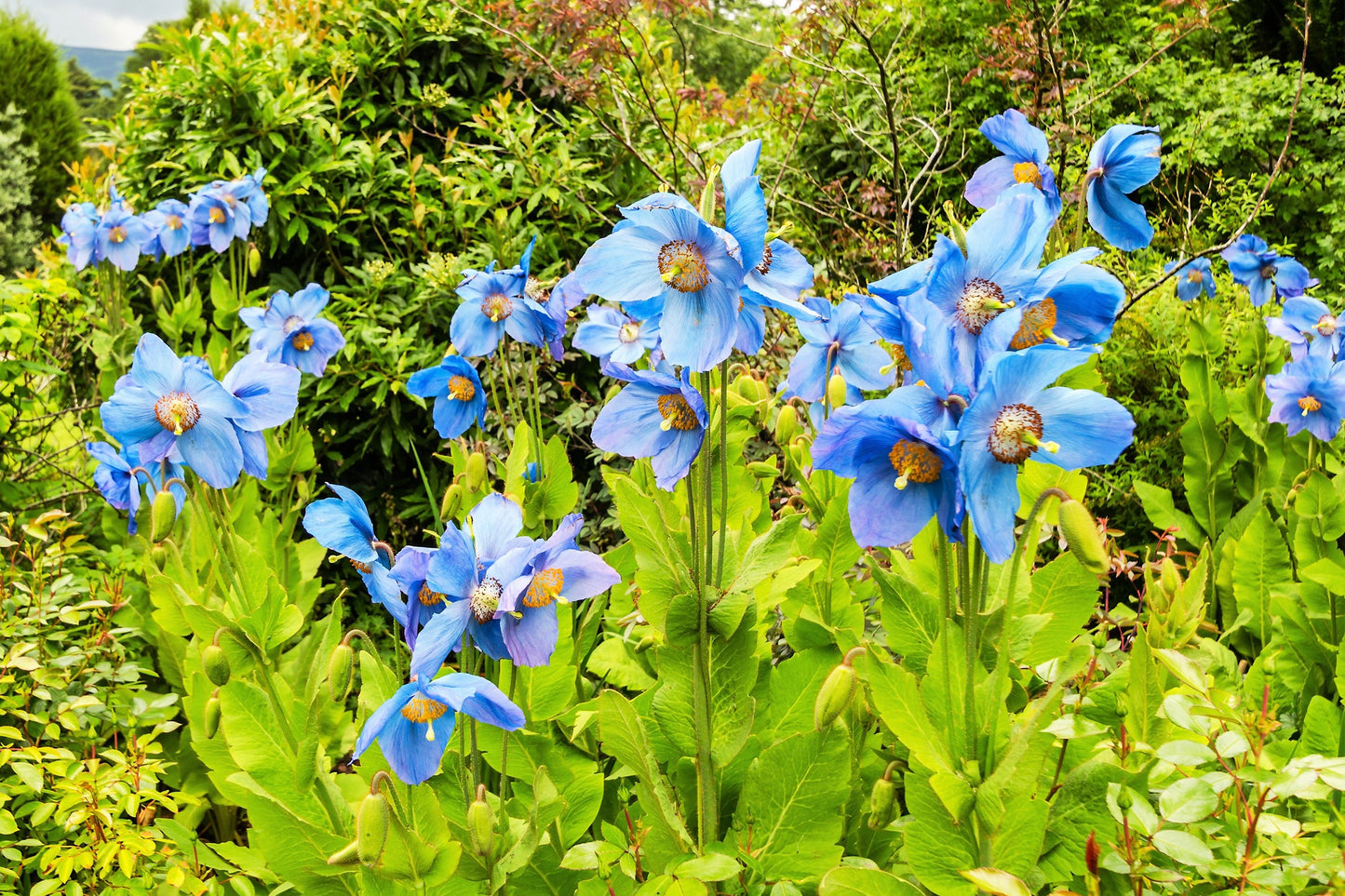 10 BLUE HIMALAYAN POPPY Tibetan Meconopsis Betonicifolia Flower Seeds