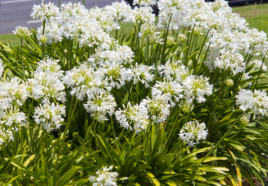 25 WHITE LILY of the NILE Agapanthus Orientalis African Lily Flower Seeds