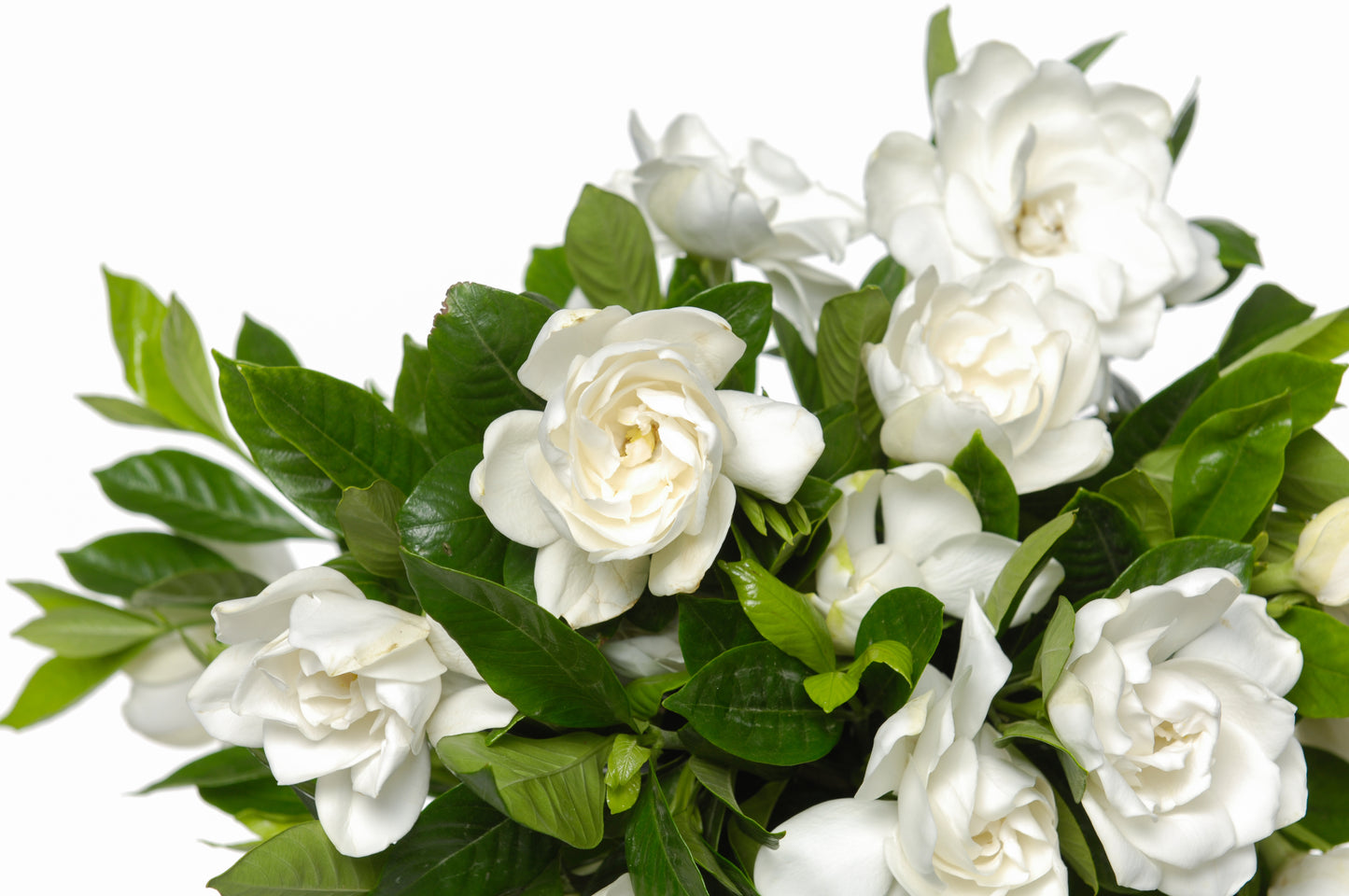 50 GARDENIA Jasminoides / CAPE JASMINE Fragrant White Shrub Houseplant Flower Seeds