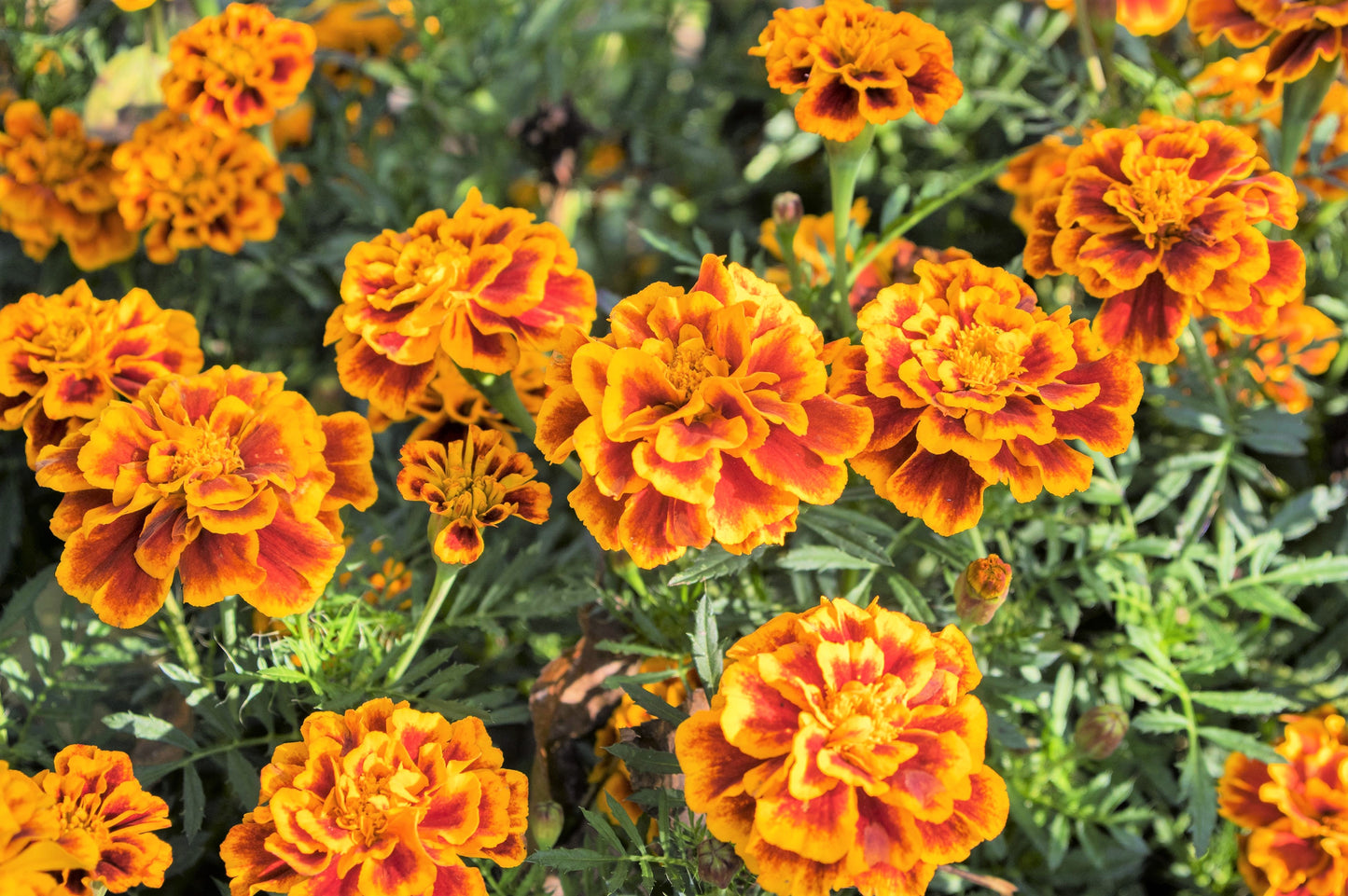 400 FRENCH MARIGOLD SPARKY Mixed Colors Tagetes Patula Orange Yellow Red Flower Seeds