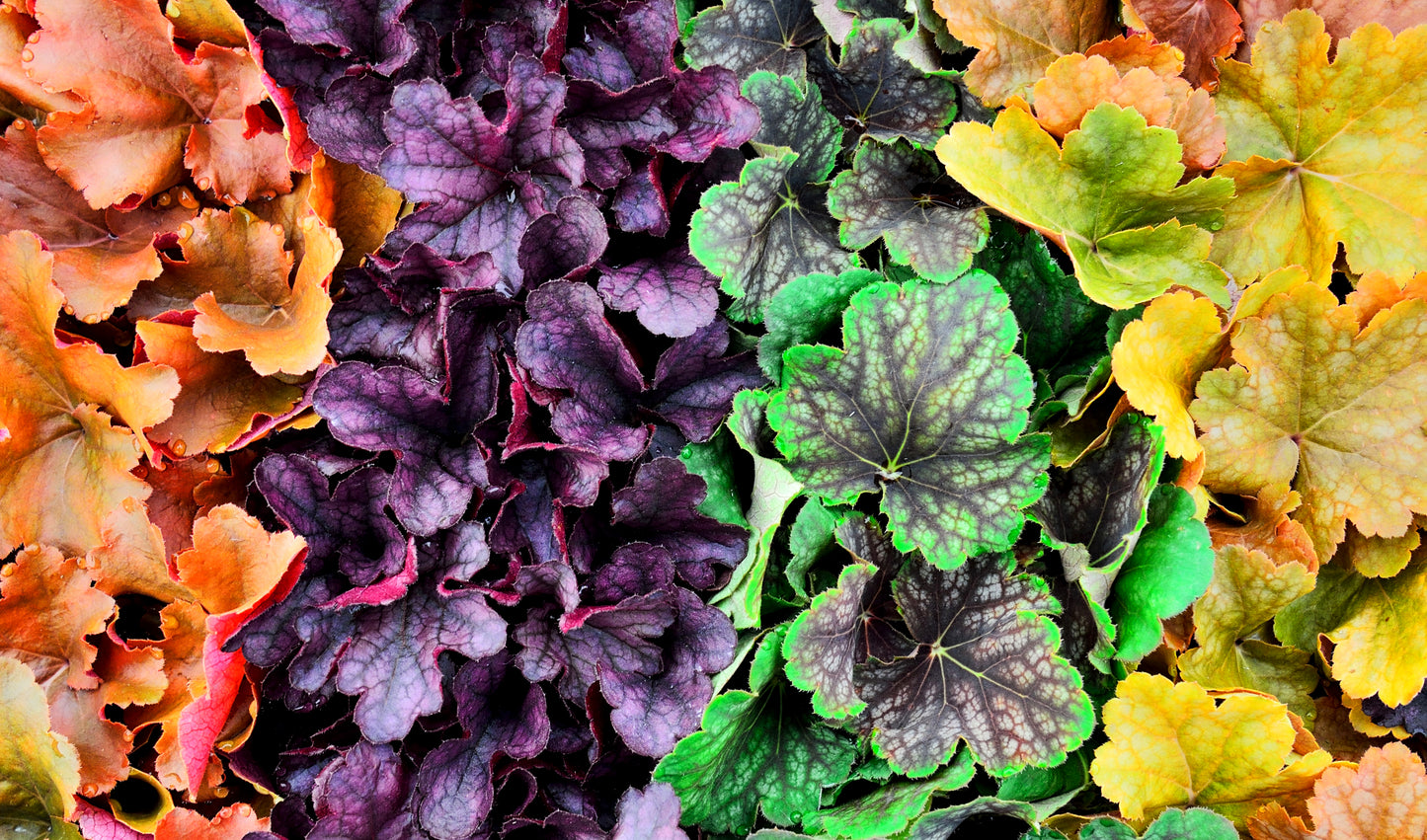 1200 Mixed Colors CORAL BELLS HEUCHERA Shade Flower Seeds