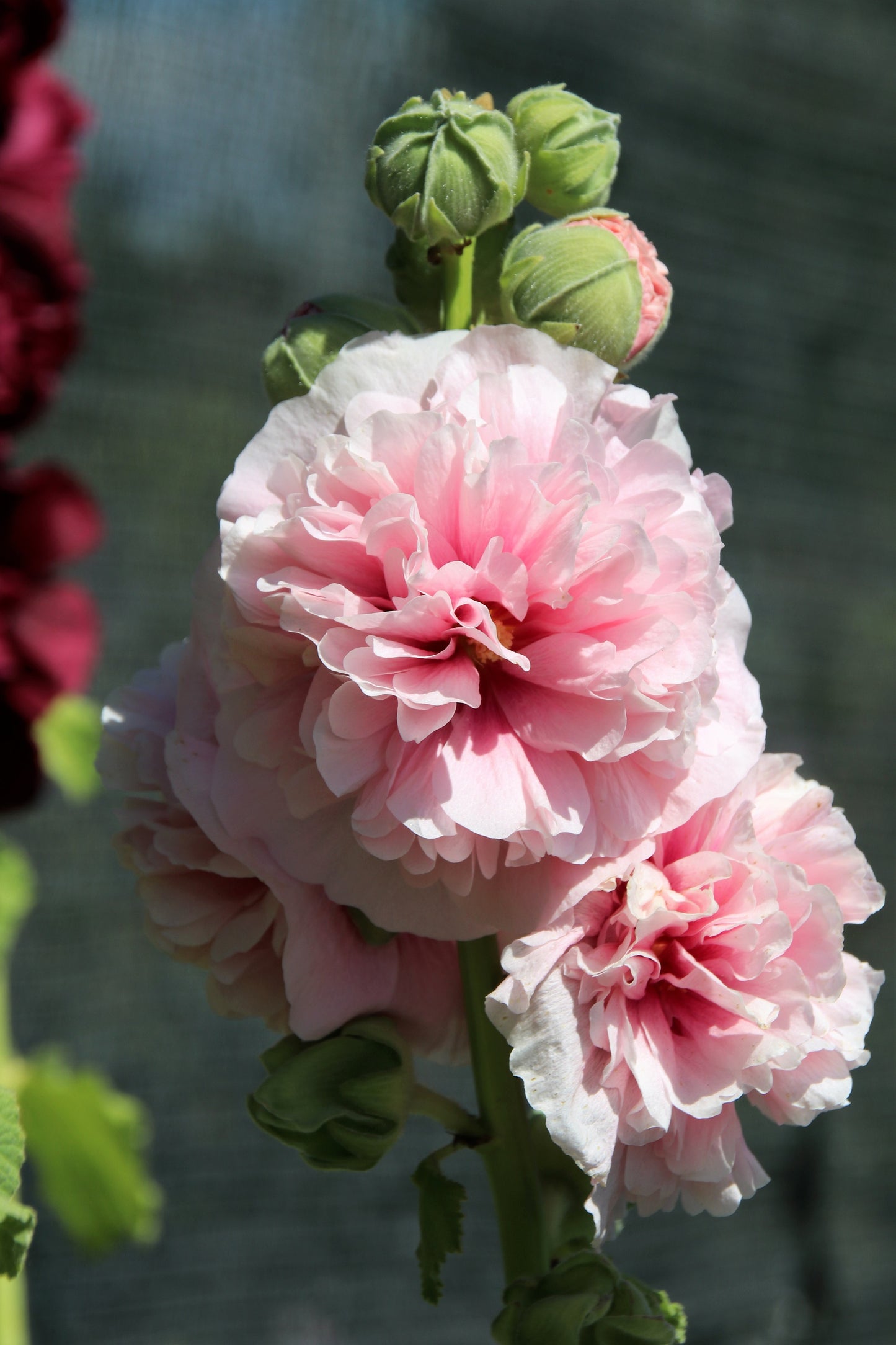 50 SUMMER CARNIVAL HOLLYHOCK Double Mixed Colors Red Pink White Yellow Peach Alcea Rosea Flower Seeds