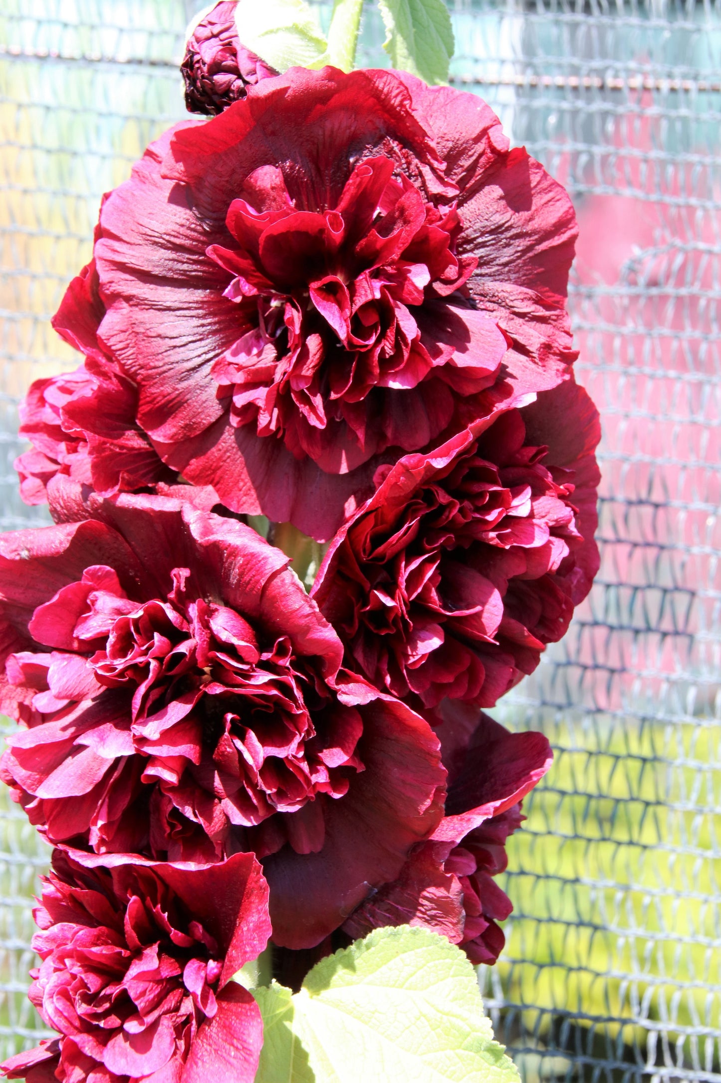 50 SUMMER CARNIVAL HOLLYHOCK Double Mixed Colors Red Pink White Yellow Peach Alcea Rosea Flower Seeds