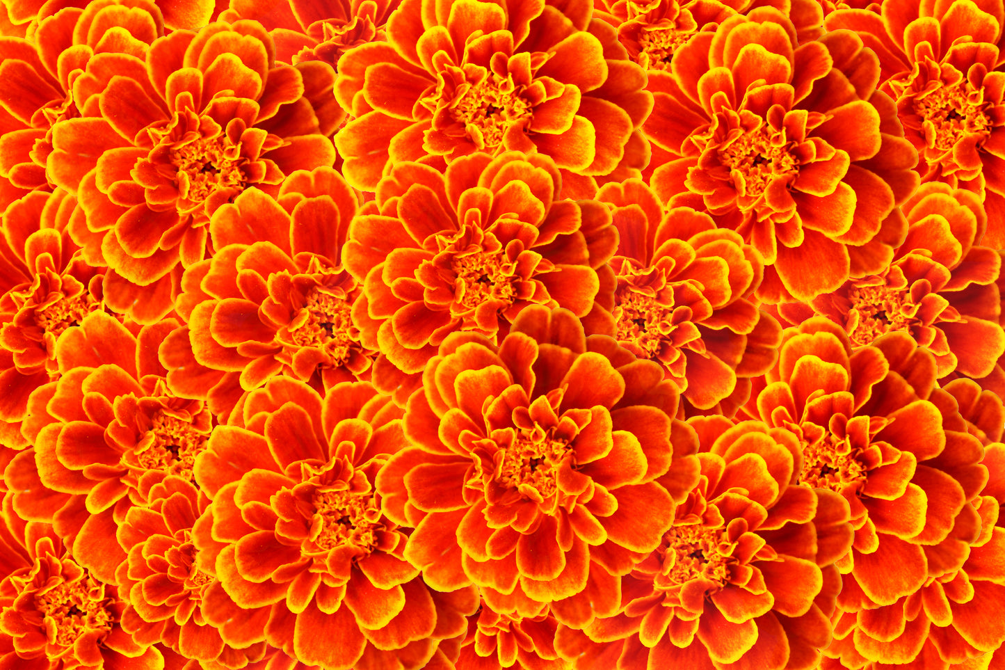 400 FRENCH MARIGOLD SPARKY Mixed Colors Tagetes Patula Orange Yellow Red Flower Seeds