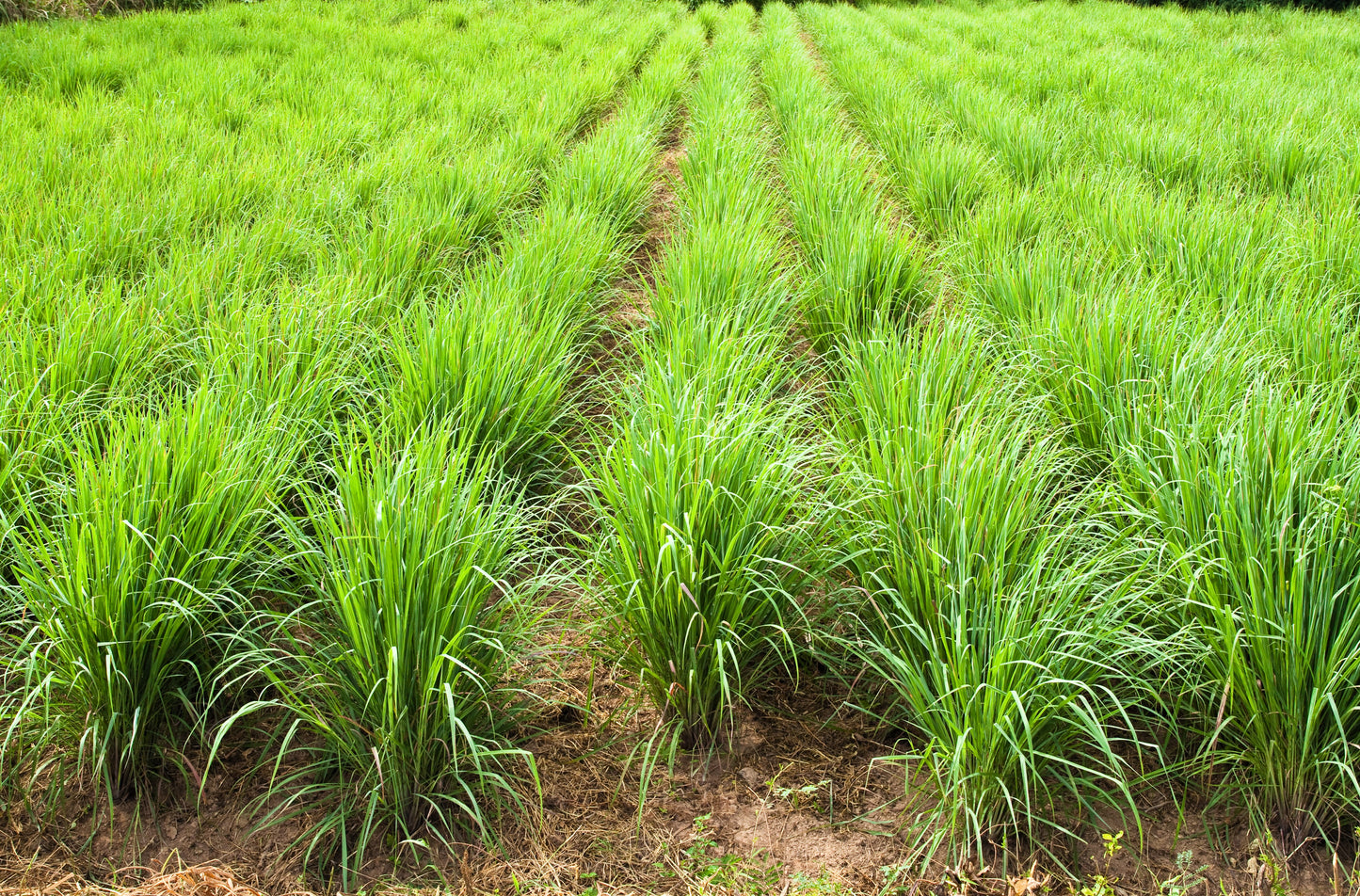 100 LEMONGRASS East Indian Lemon Grass Fragrant Ornamental Edible Cymbopogon Flexuosus Seeds