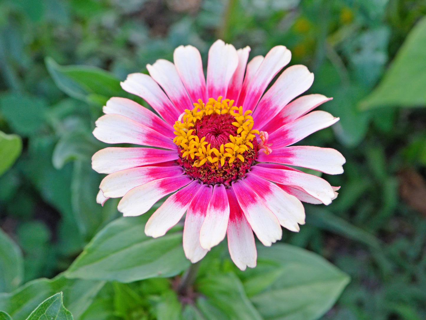 50 CAROUSEL MIX ZINNIA Elegans Carrousel Whirligig Mixed Colors Bicolor Flower Seeds